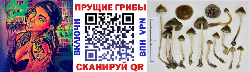 Галлюциногенные грибы мицелий купить закладку блэк спрут ссылка Заинск